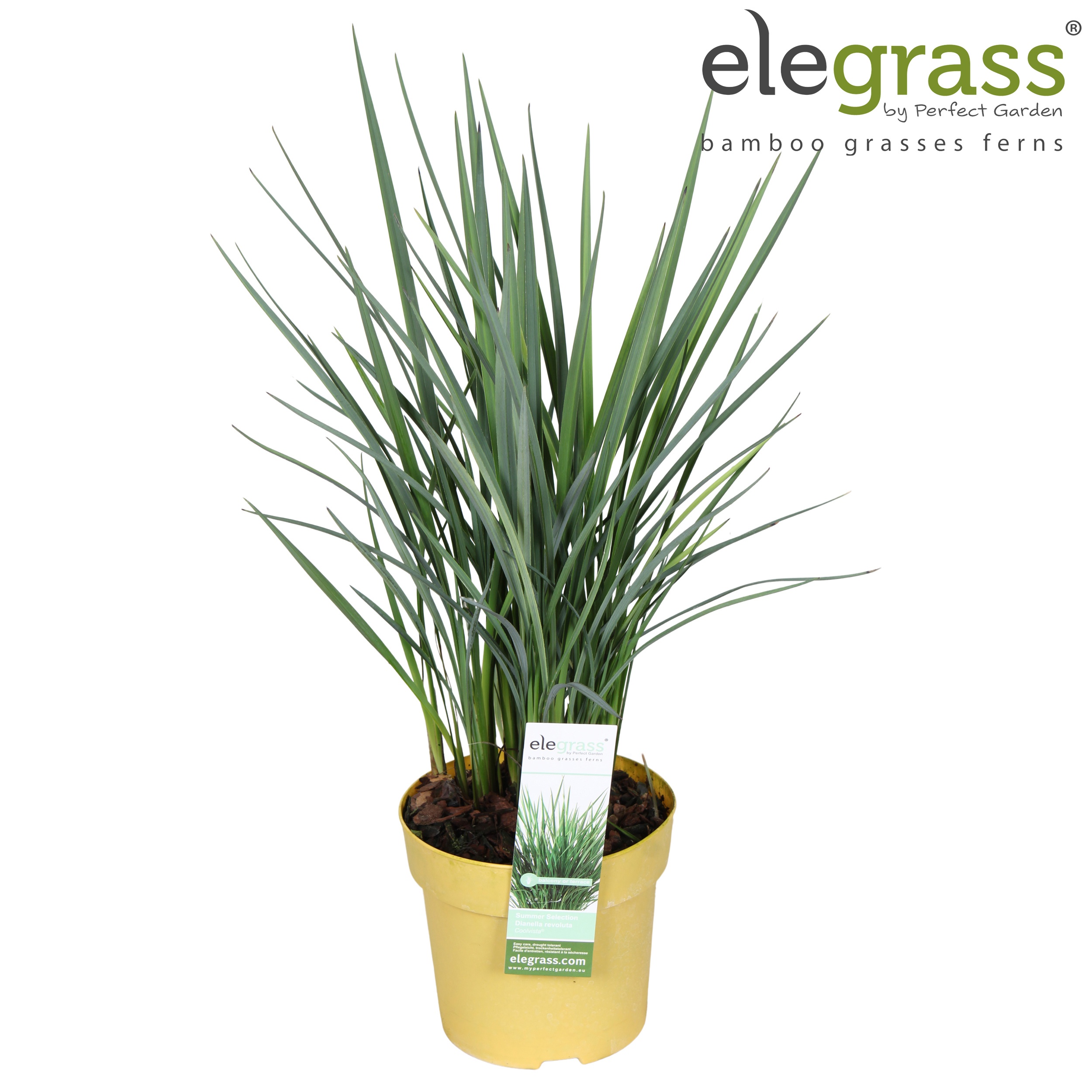 Dianella revoluta Coolvista ('Allyn Citation')