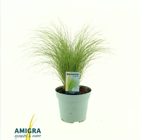 Picture of Stipa ten Ponytails