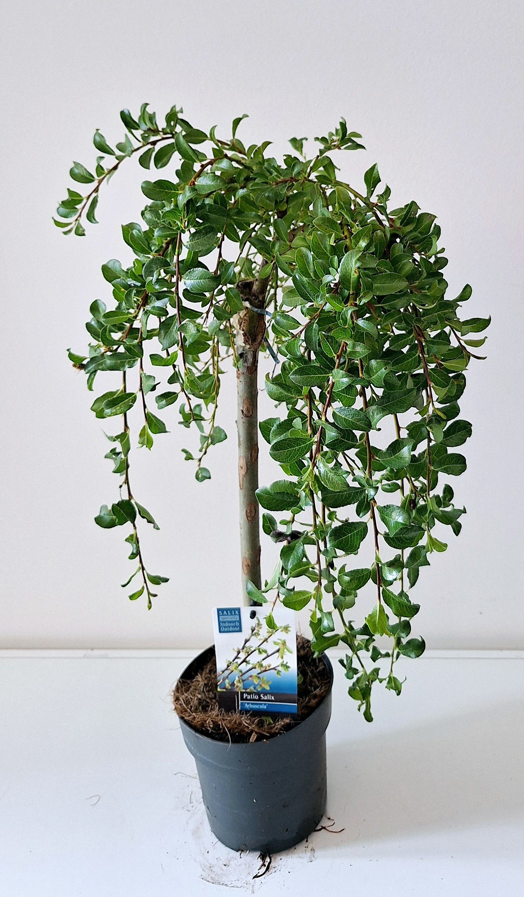 Picture of Salix arbuscula P14 50/STD