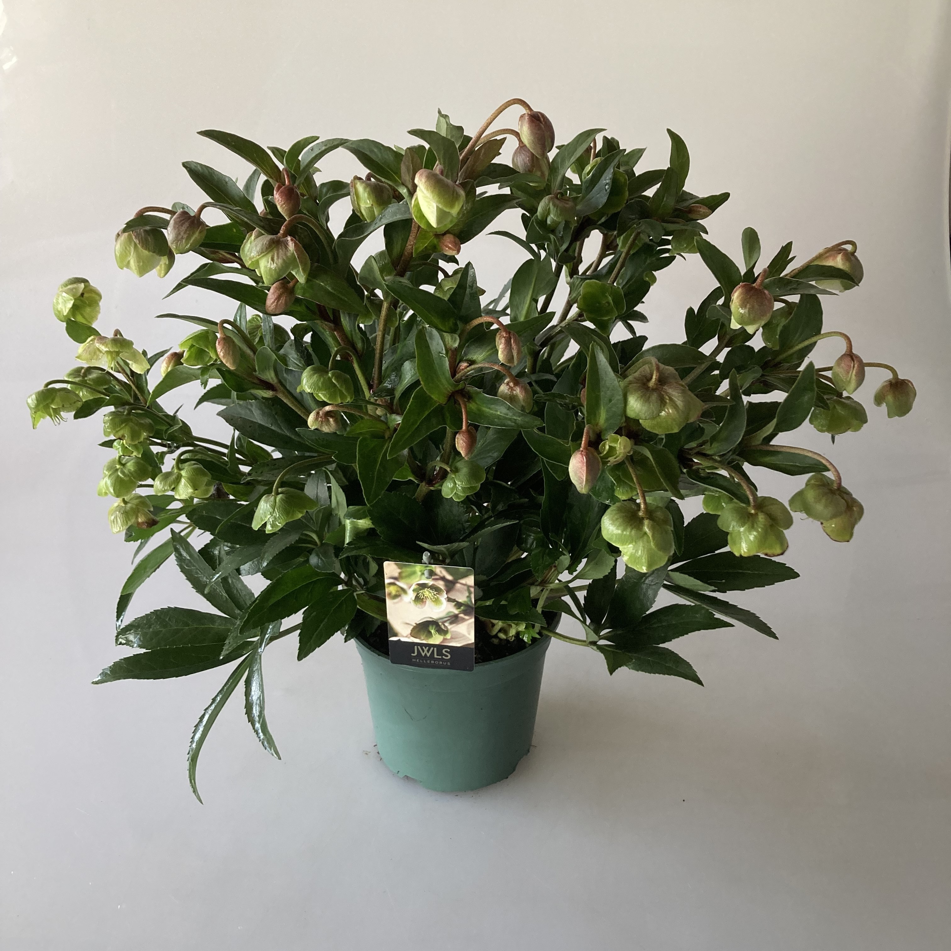 Picture of Helleborus Winterbells P17 (2 Ltr) 40CM