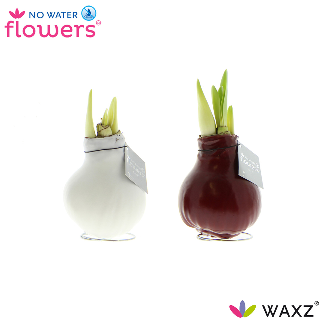 Picture of No Water Flowers Waxz® Colorz 15CM