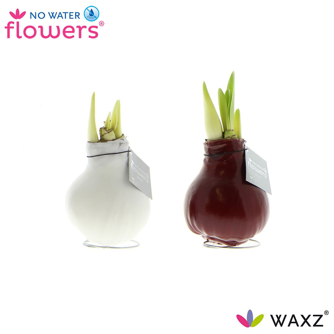 Hipp Wax