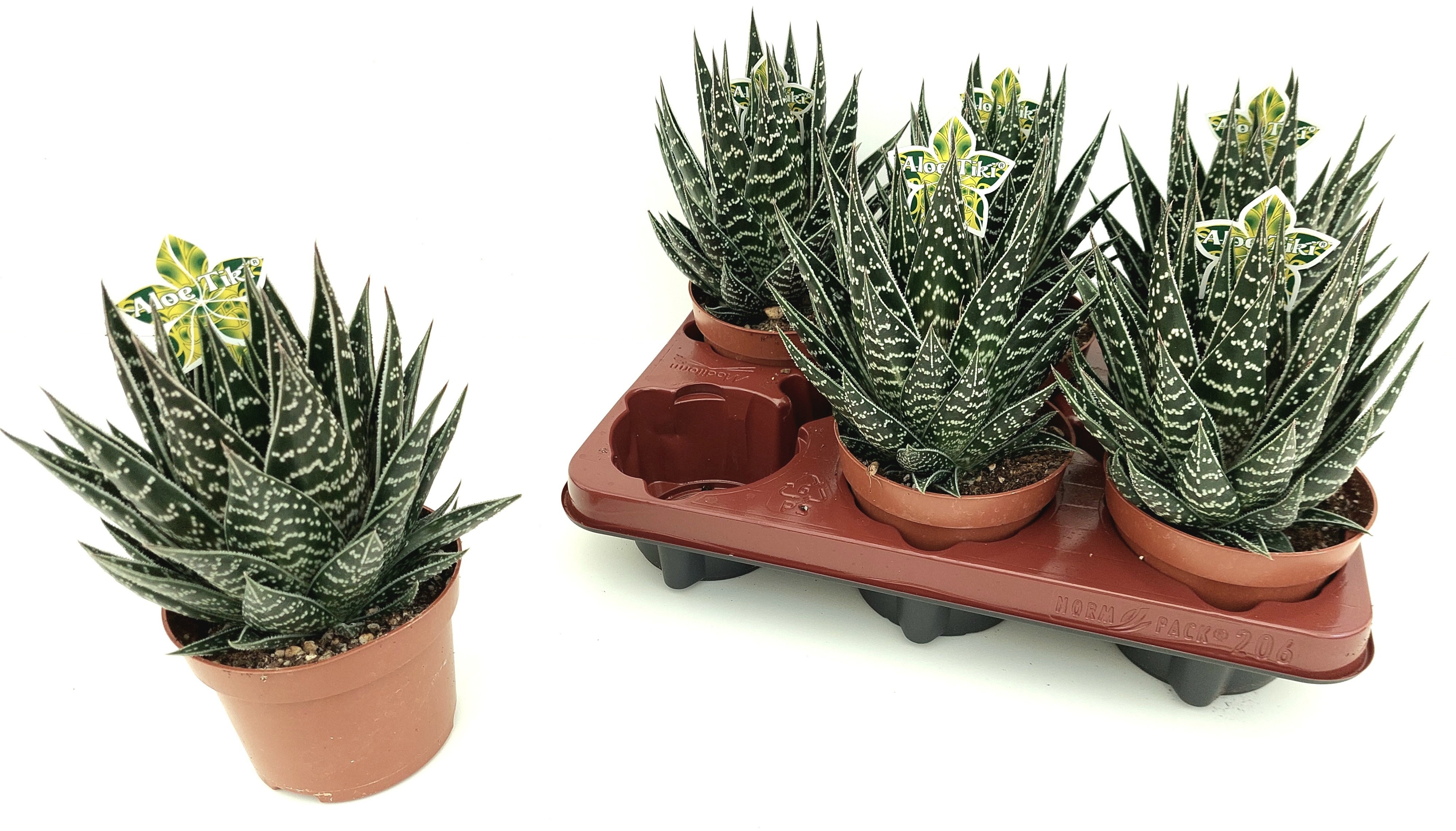 Aloe Tiki Tahi 12Ø 24cm