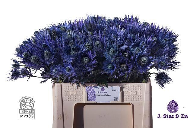 Eryngium Alpinum 50cm