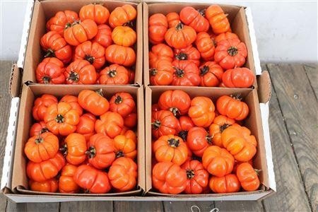 Solanum Per Tray