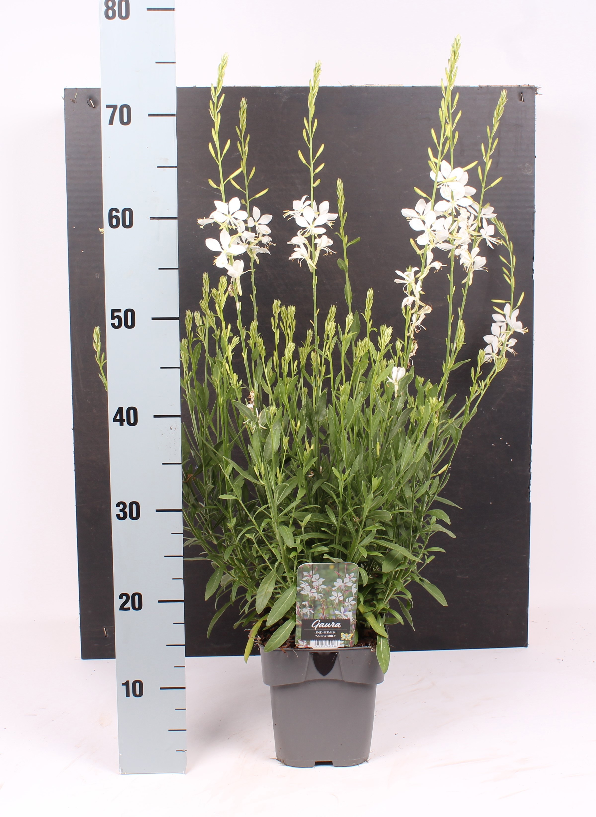 Gaura lindheimeri 'Snowbird'