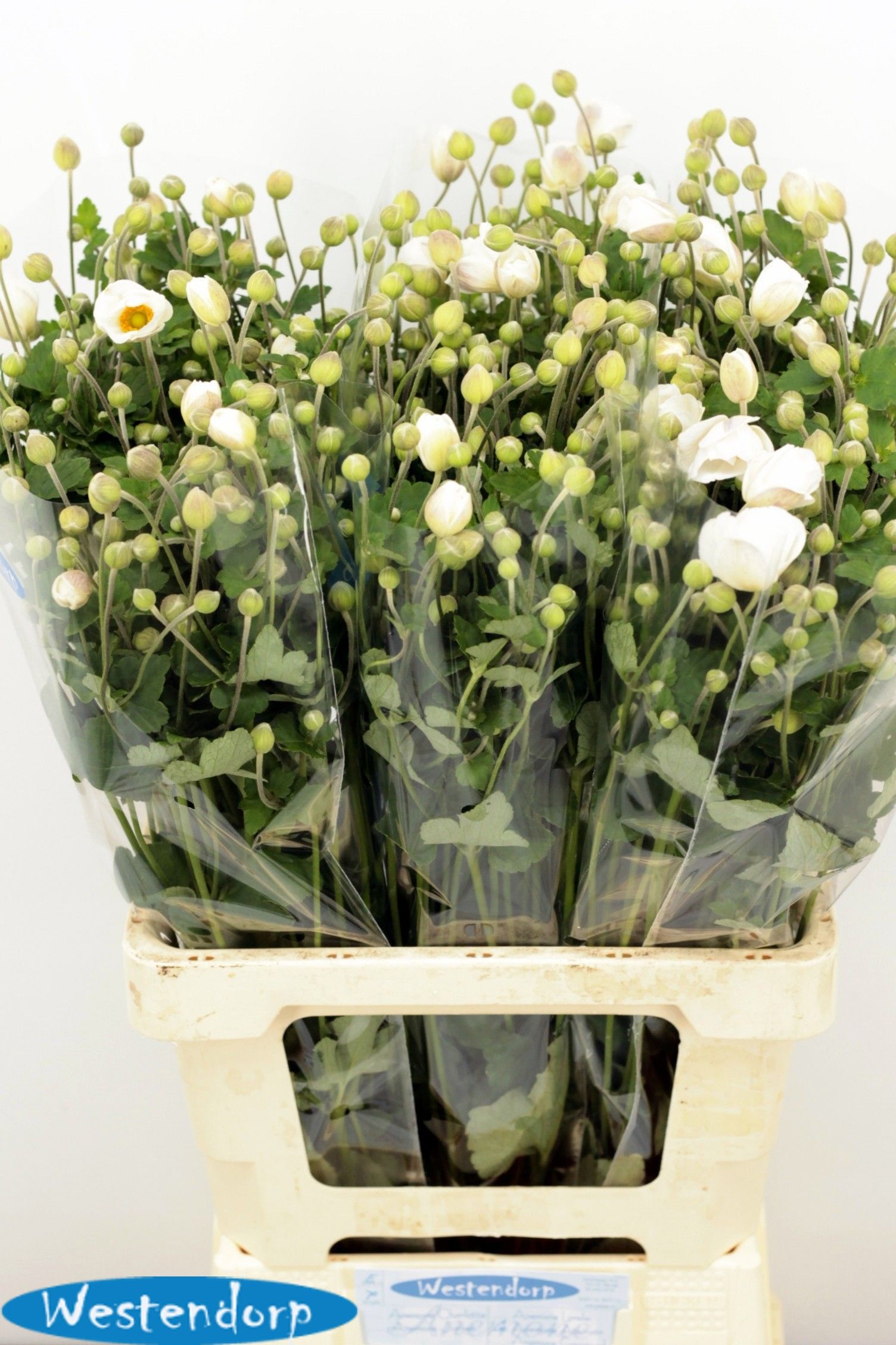 Anemone 70cm