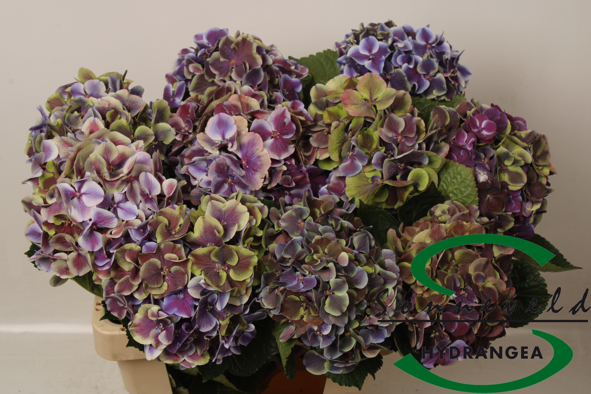 Hydrangea Harlekijn Cla 60cm 18Ø