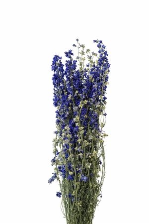 Dried/preserved Flowers Misc 70cm