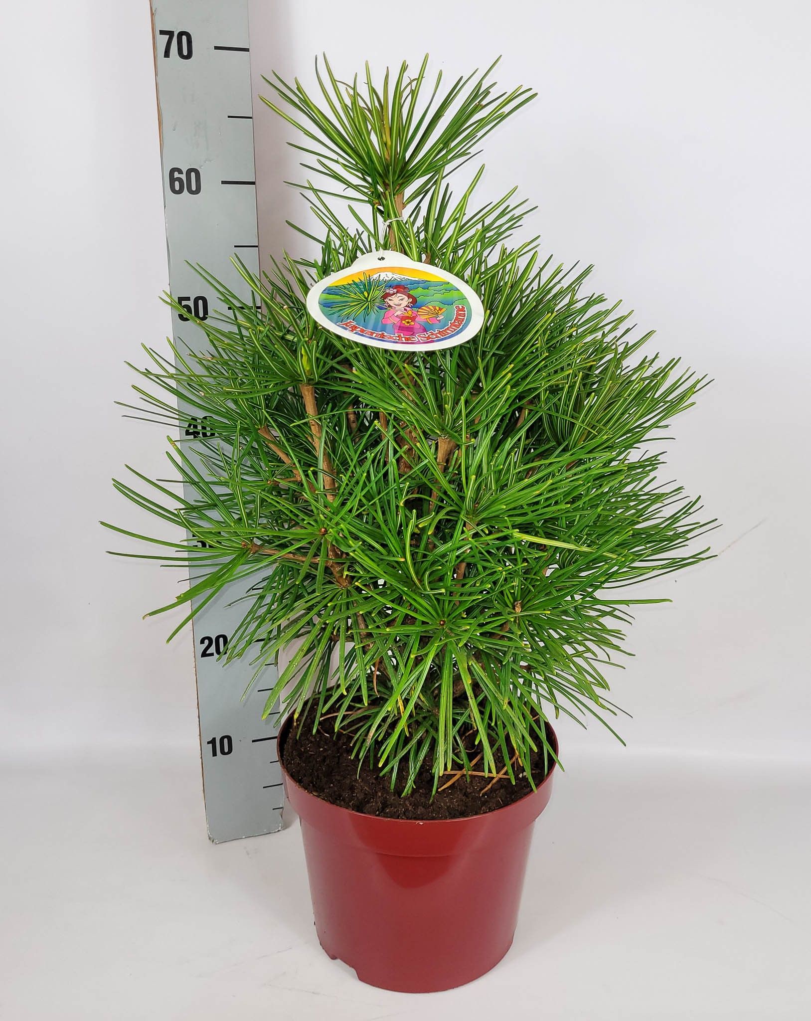 Sciadopitys verticillata