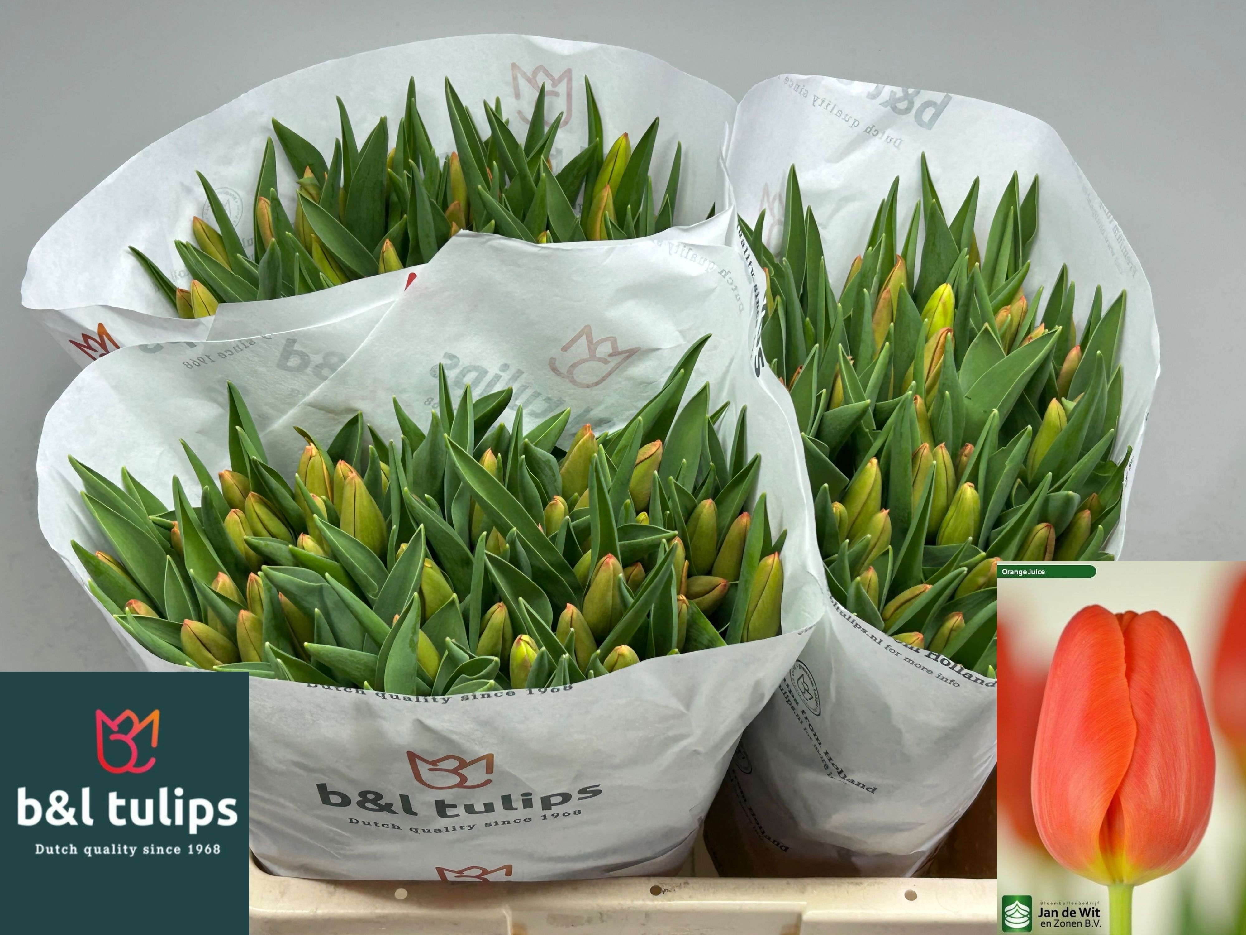 Tulipa Orange Juice 42cm 44gram