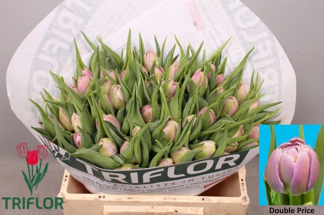 Tulipa Double Double Price 33cm 32gram