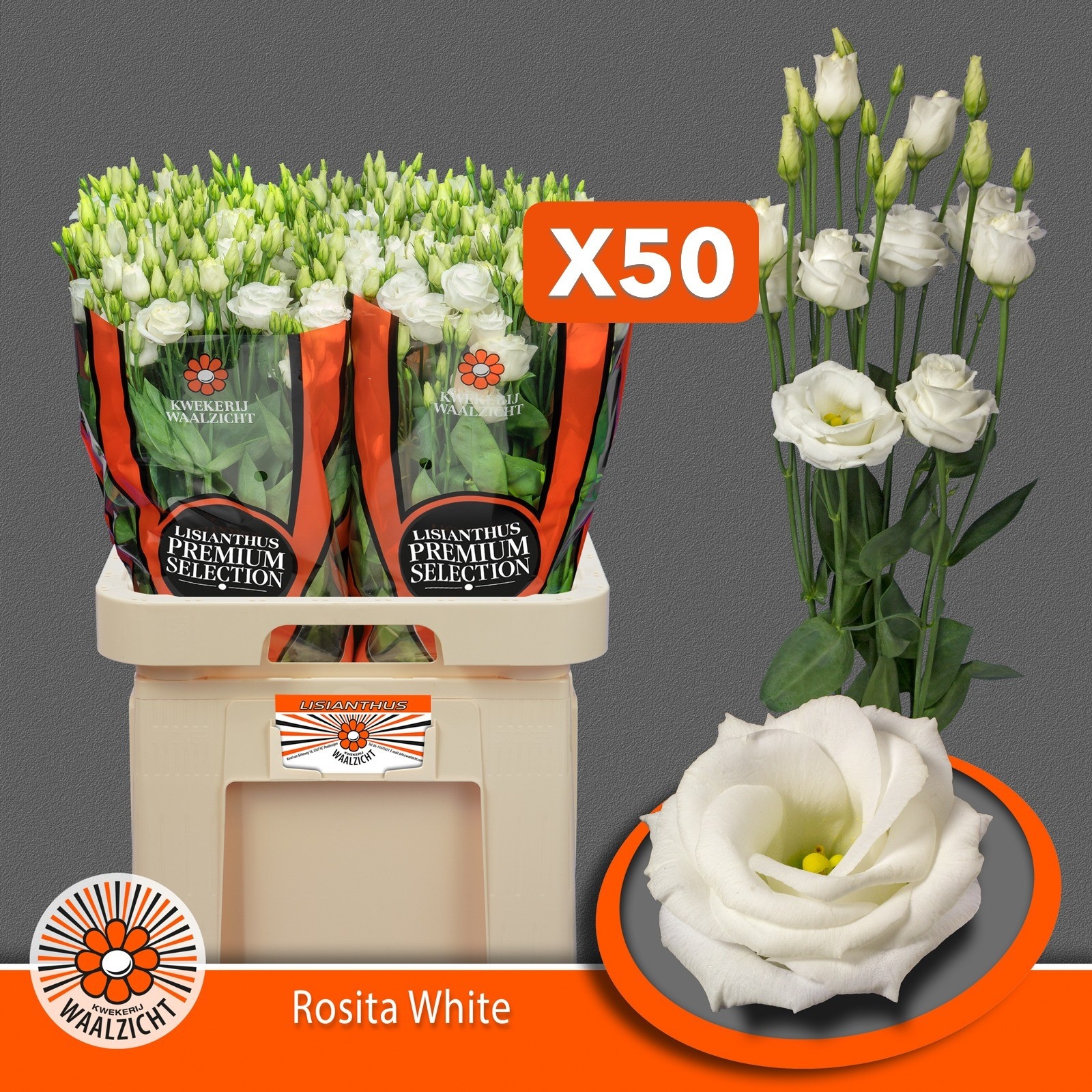 Lisianthus Double Rosita White 70cm