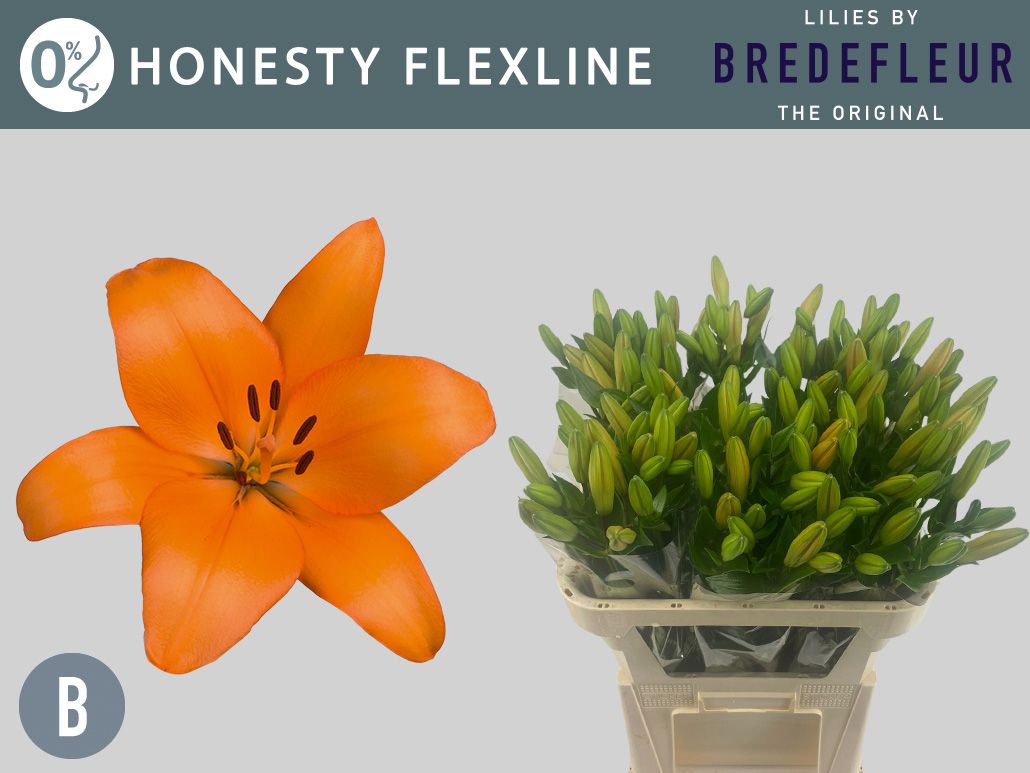 Li La Honesty