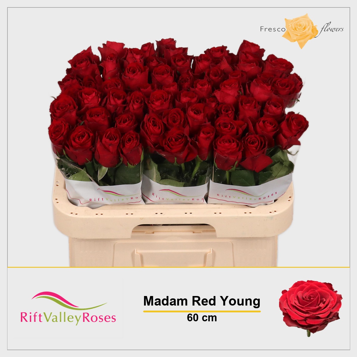 Rosa Madam Red 60cm