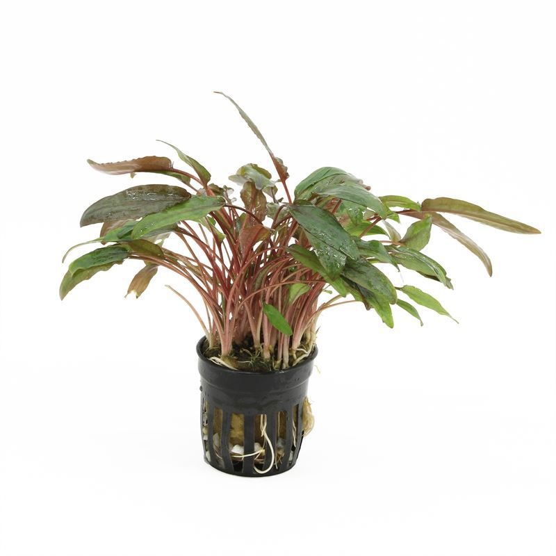 Cryptocoryne beckettii