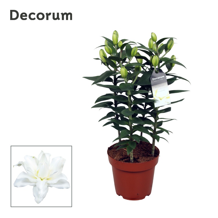 Lilium Or Double Dante 19cm