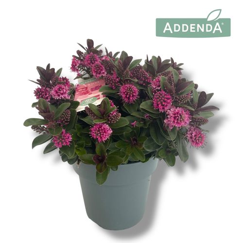 Hebe Addenda® Vinoa Pink P15 Hopm