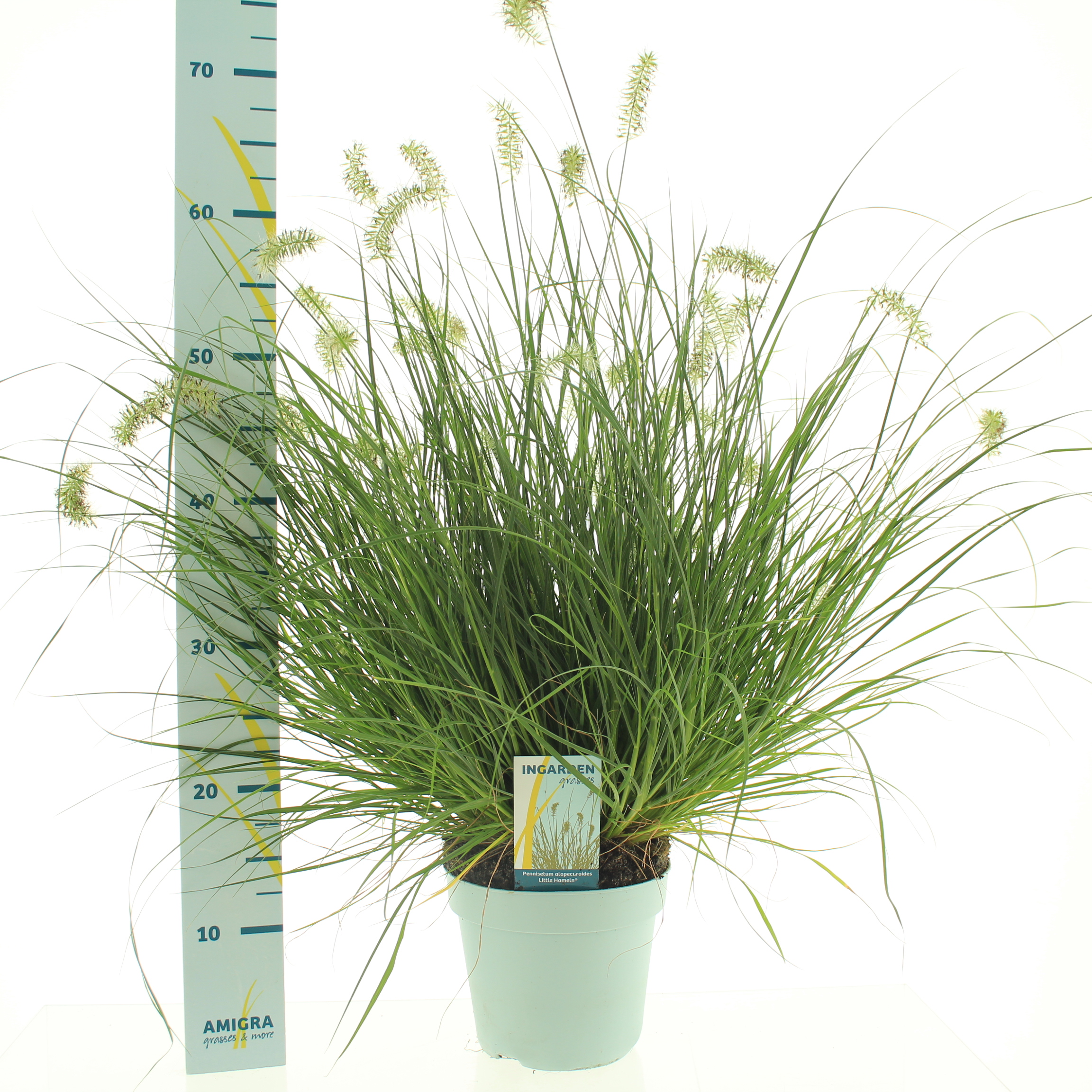 Picture of Pennisetum alopecuroides Little Hameln® P17 (2 Ltr)