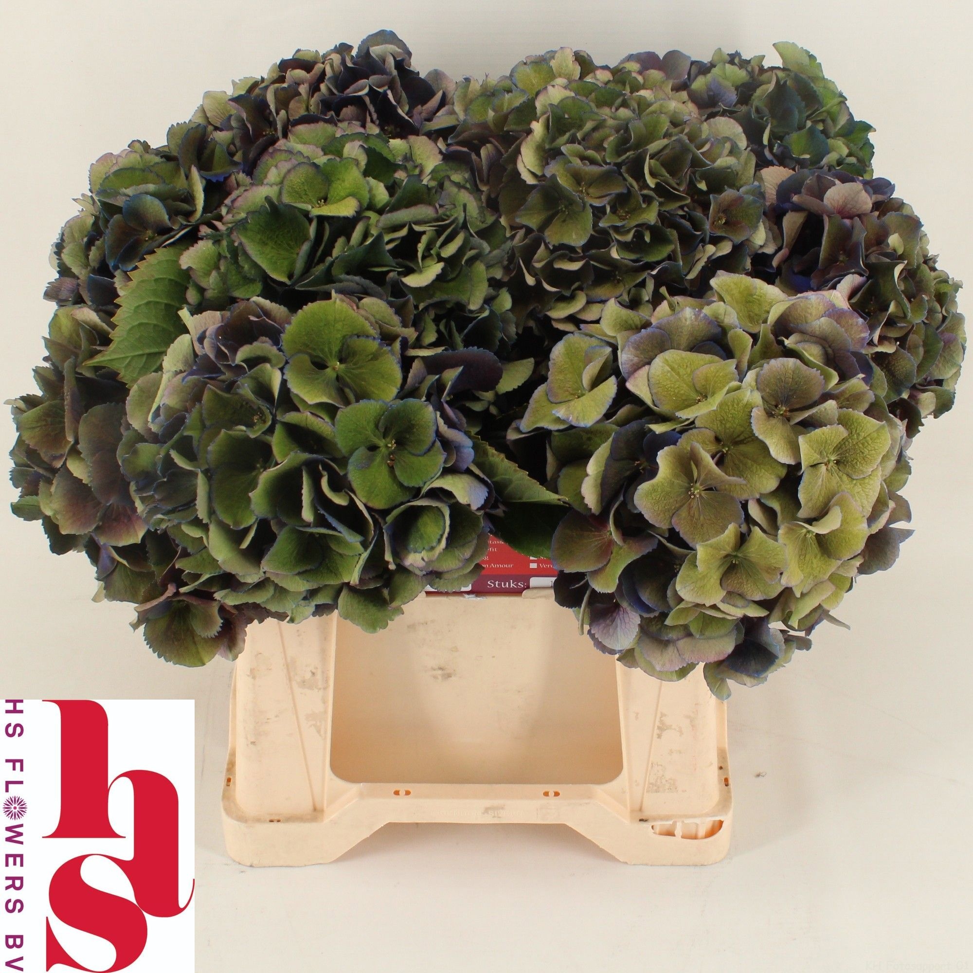 Hydrangea Royal King Classic 40cm 17Ø