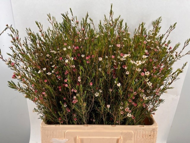 Chamelaucium My Sweet 16 50cm 25gram