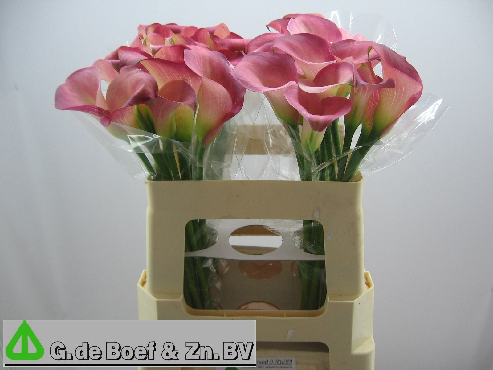 Calla Candy Dream 55cm