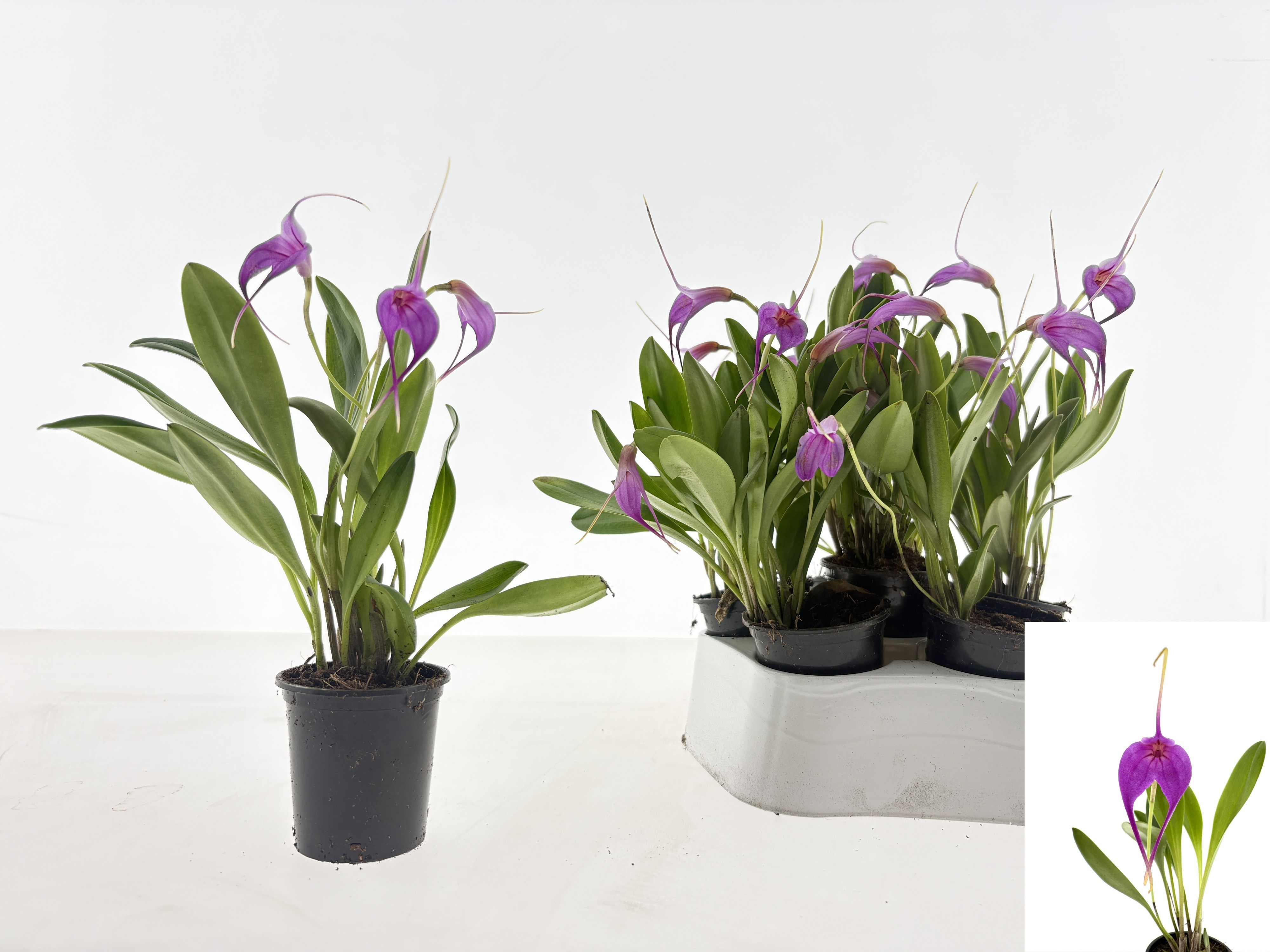Orchideeen Overig 6P 20H 2TAK 23bloei