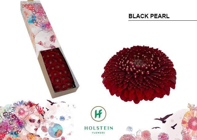 Ge Bv Pom Blackpearl