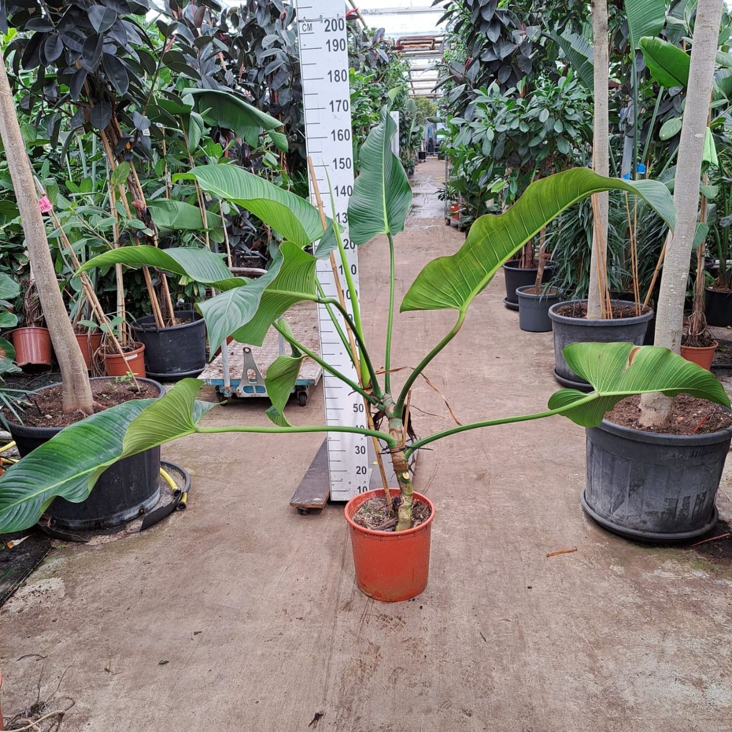 variegata philodendron Philodendron goeldii variegated TC Plantlet *Preorder* In Vitro (Premium Select)