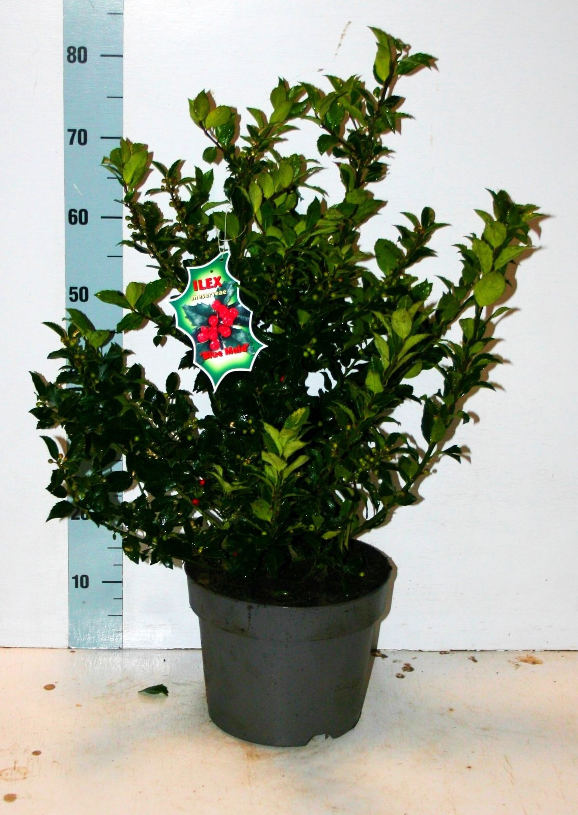 Ilex Mes Blue Maid 80cm