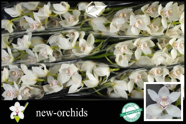 Cymbidium Prom Maxime 12/15bl