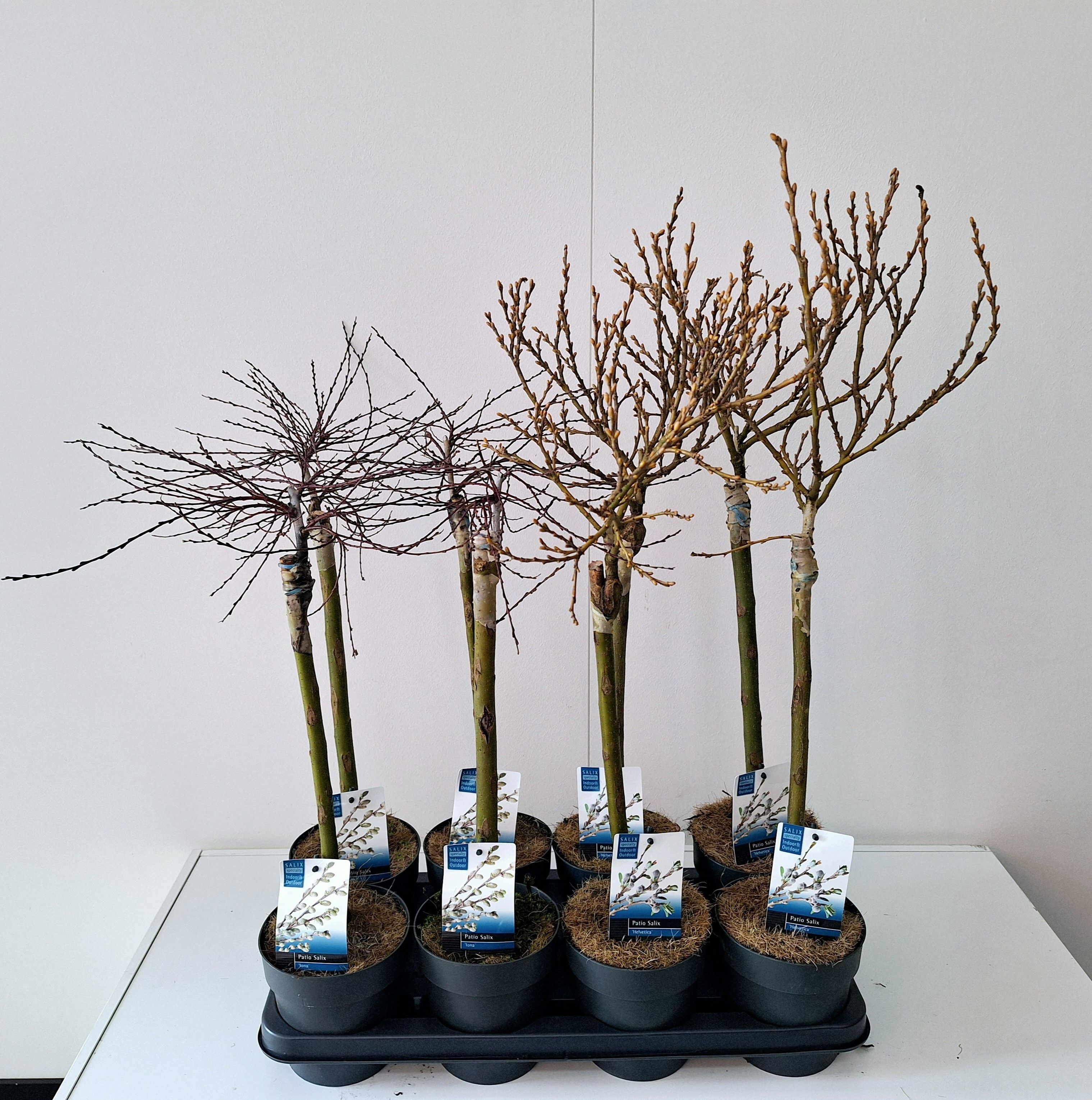 Picture of Salix mix stam 40