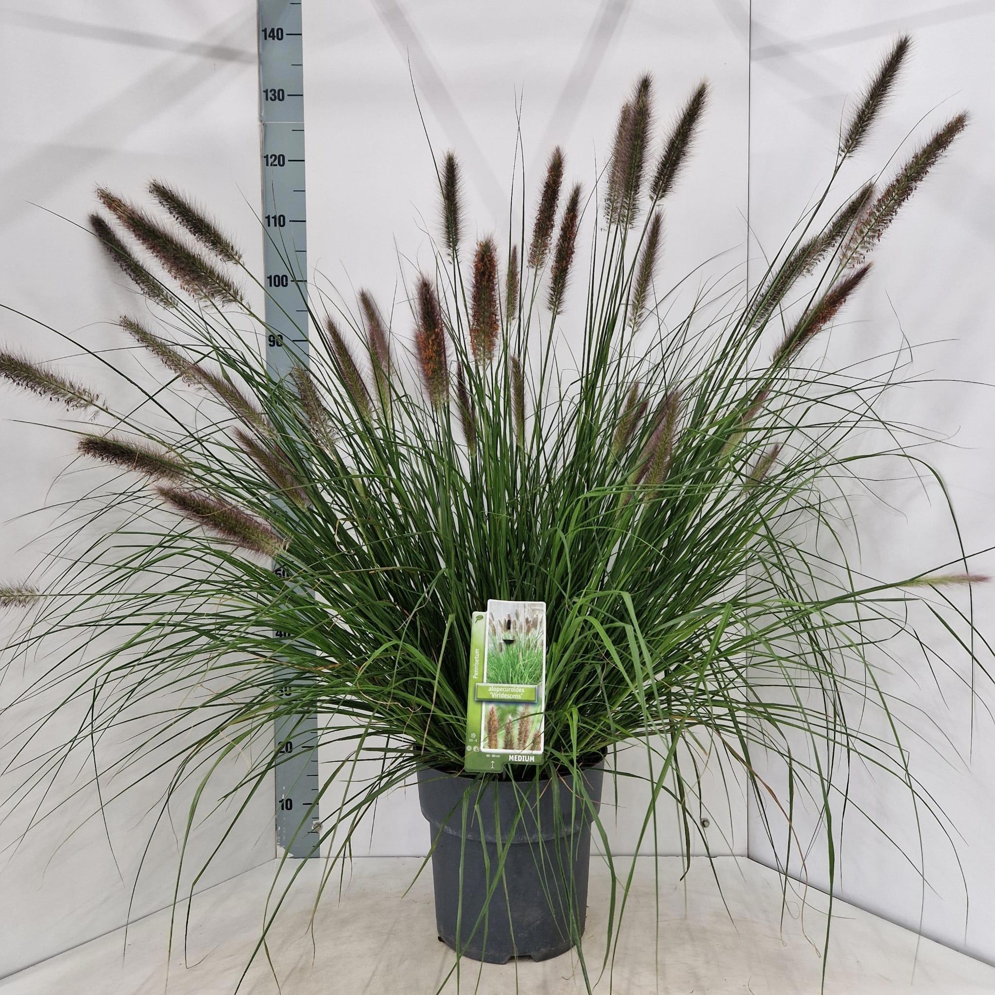 Pennisetum alopecuroides 'Viridescens'