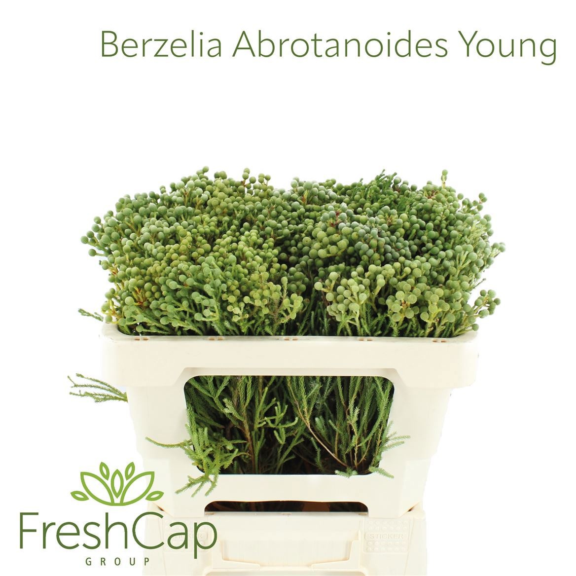 Berz Abrotanoides 50L.cm