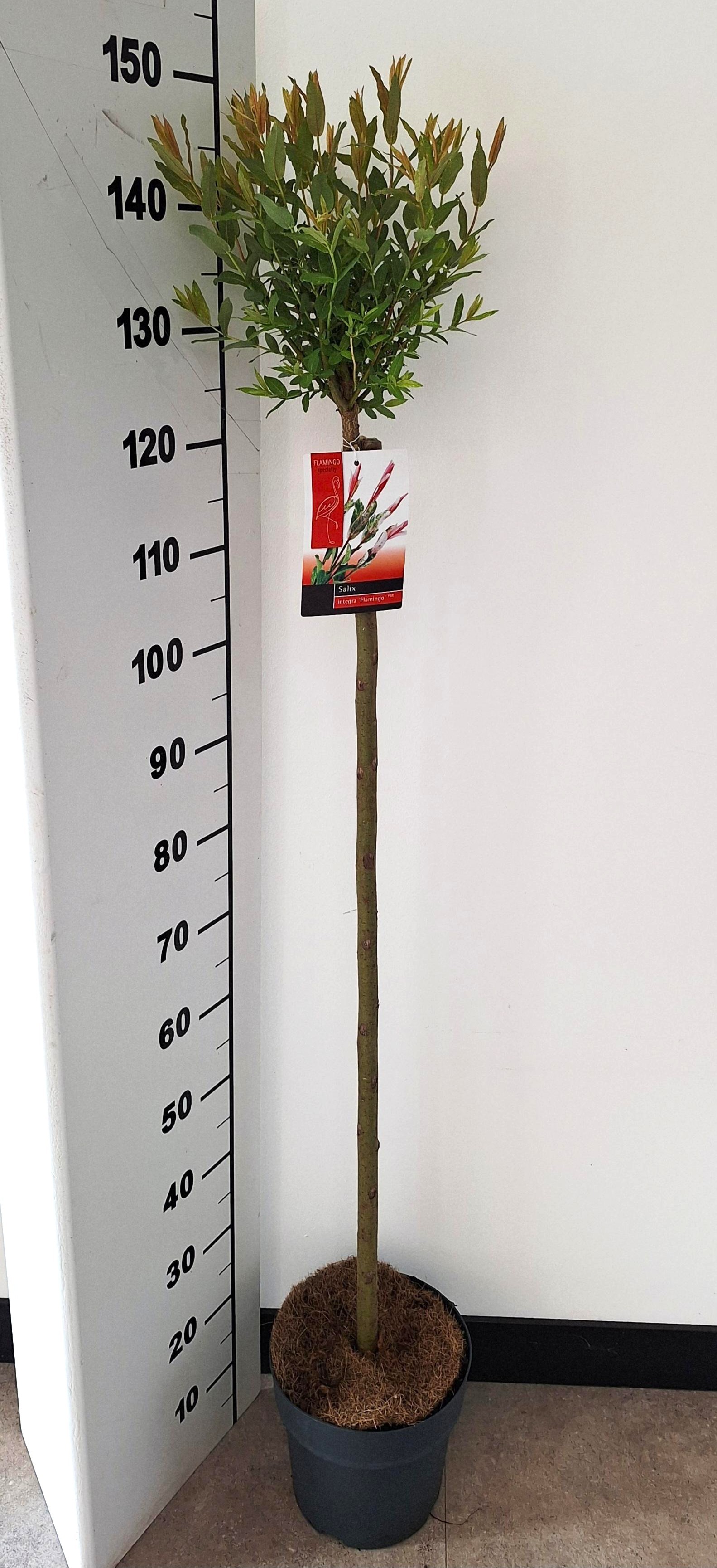 Picture of Salix Flamingo stam 100