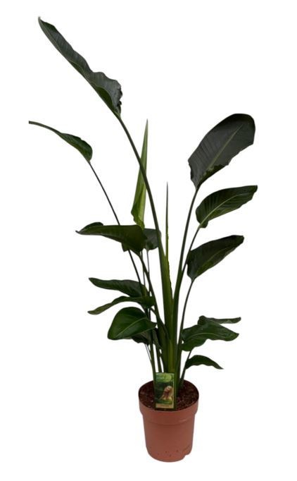 Strelitzia nicolai