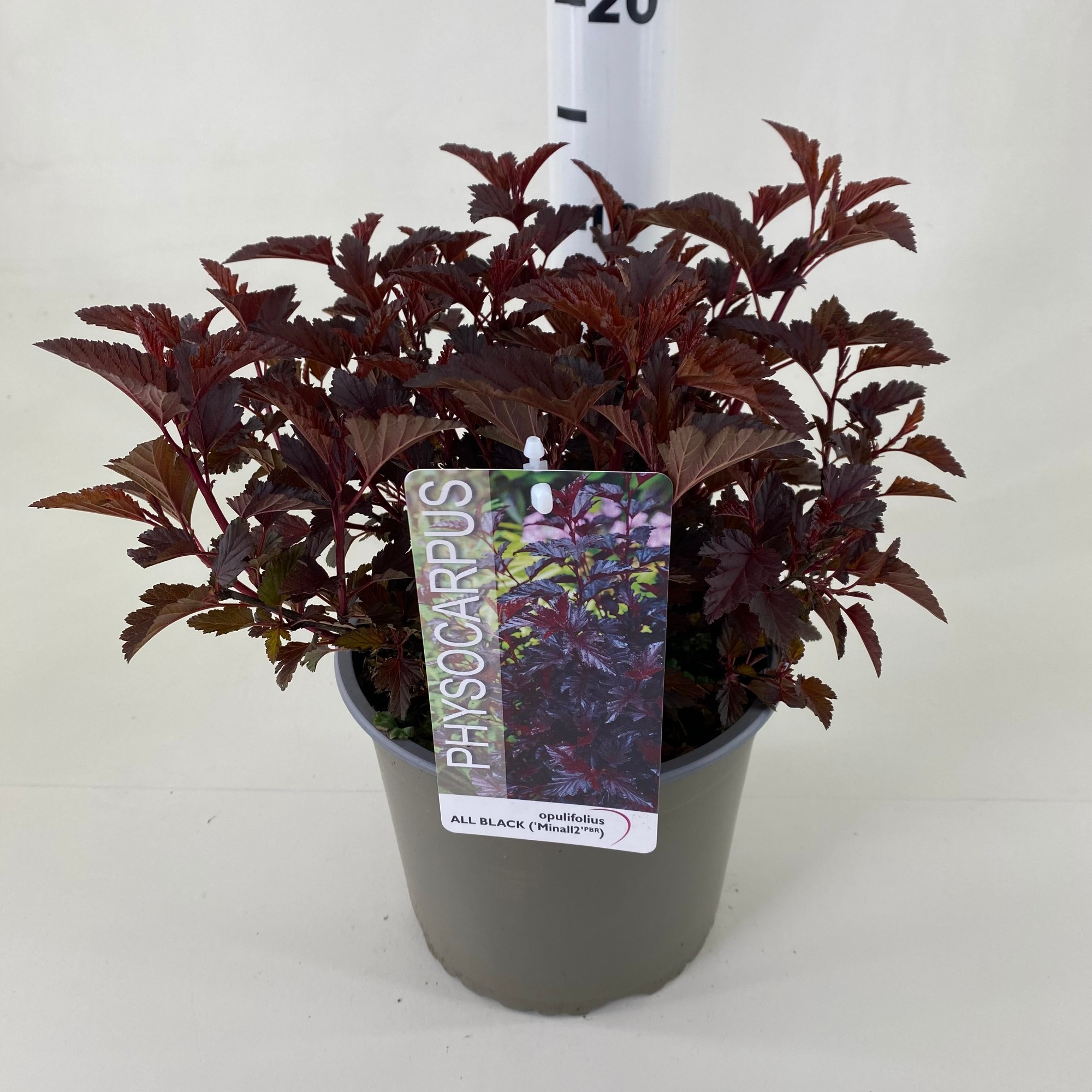 Picture of Physocarpus opulifolius All Black ® 'Minall2'