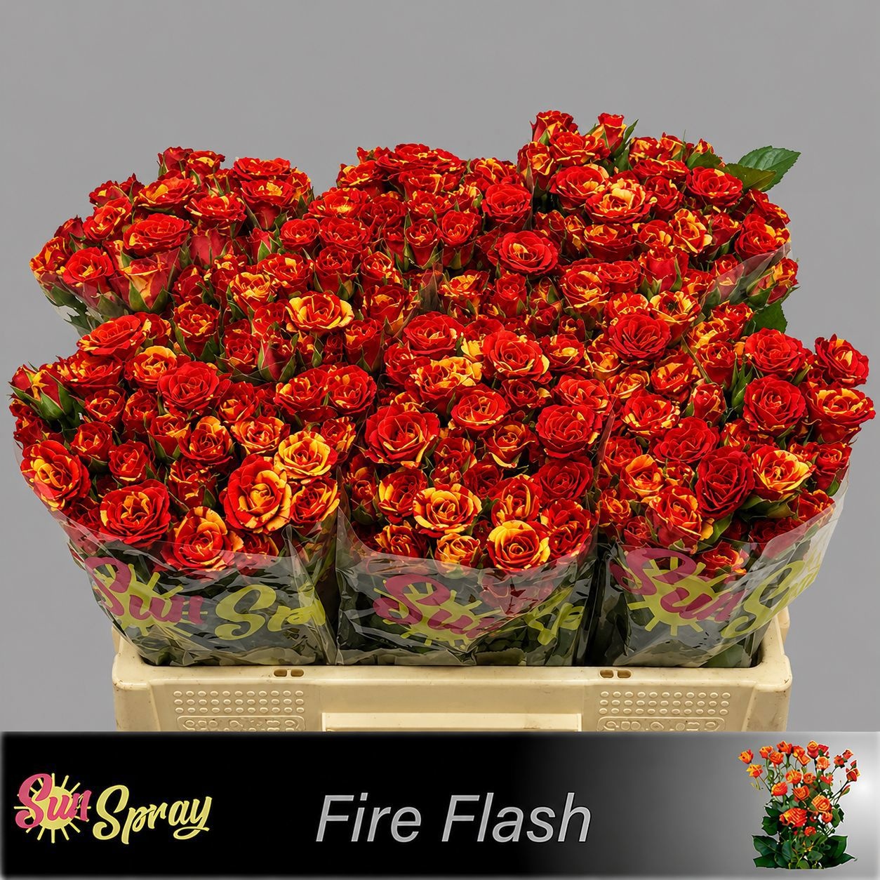 Rosa Spr Fire Flash 50cm