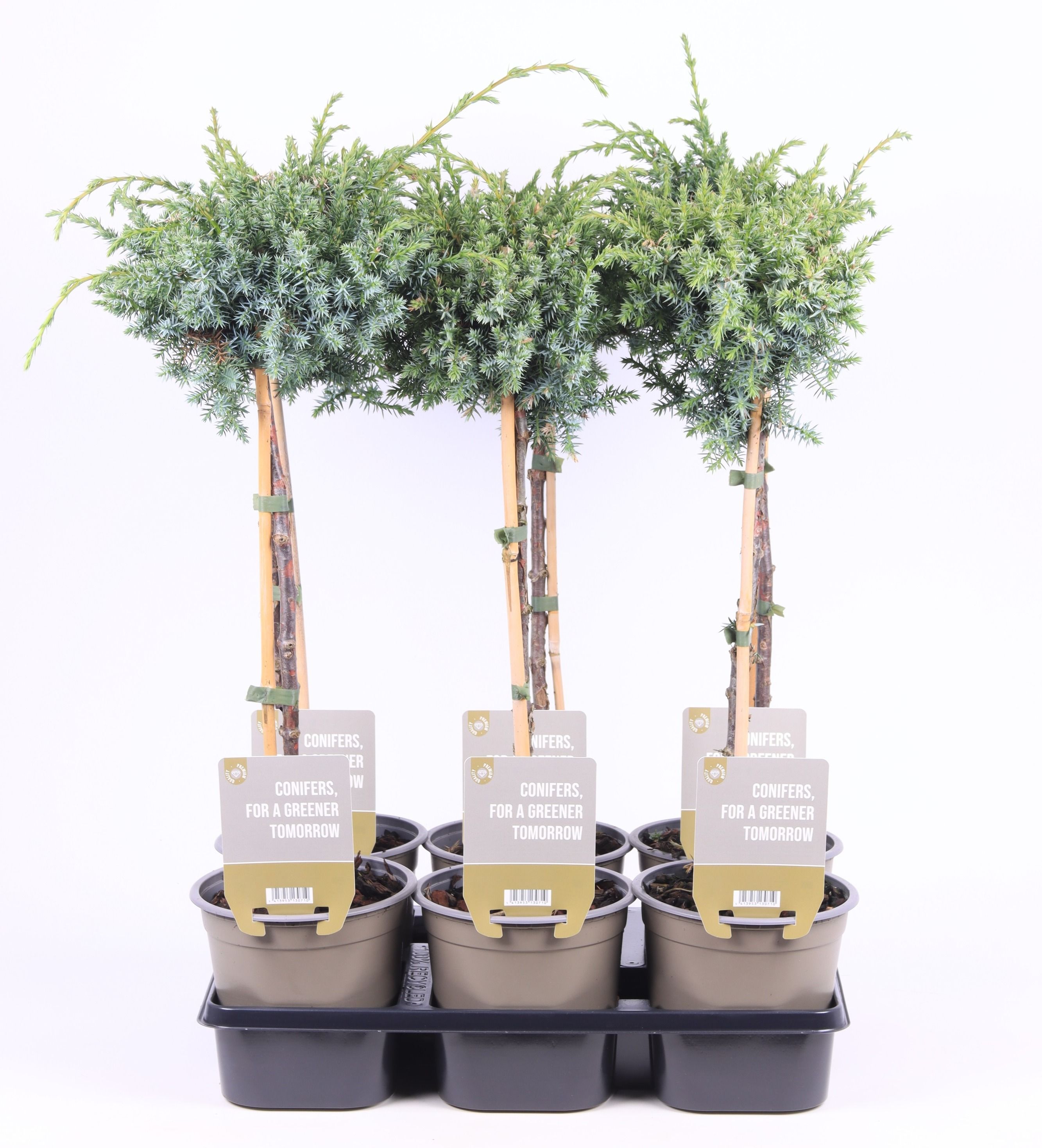 Juniperus chinensis 'Blue Alps' stam