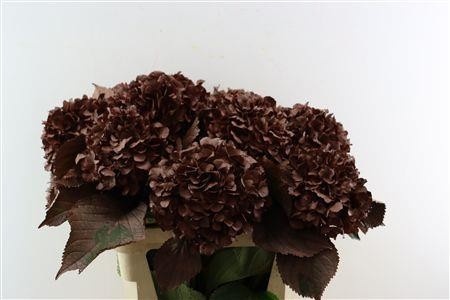 Hydrangea Painted 80cm 22Ø