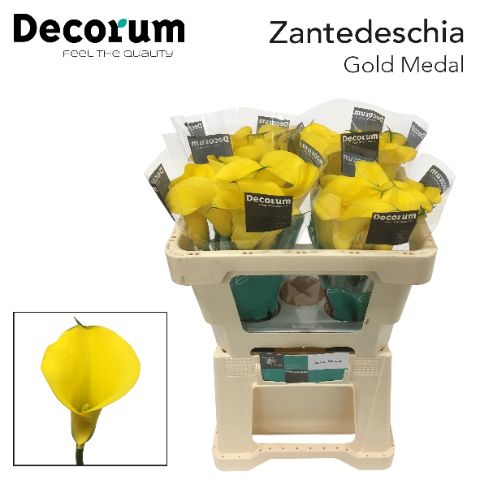 Zant Gold Medal