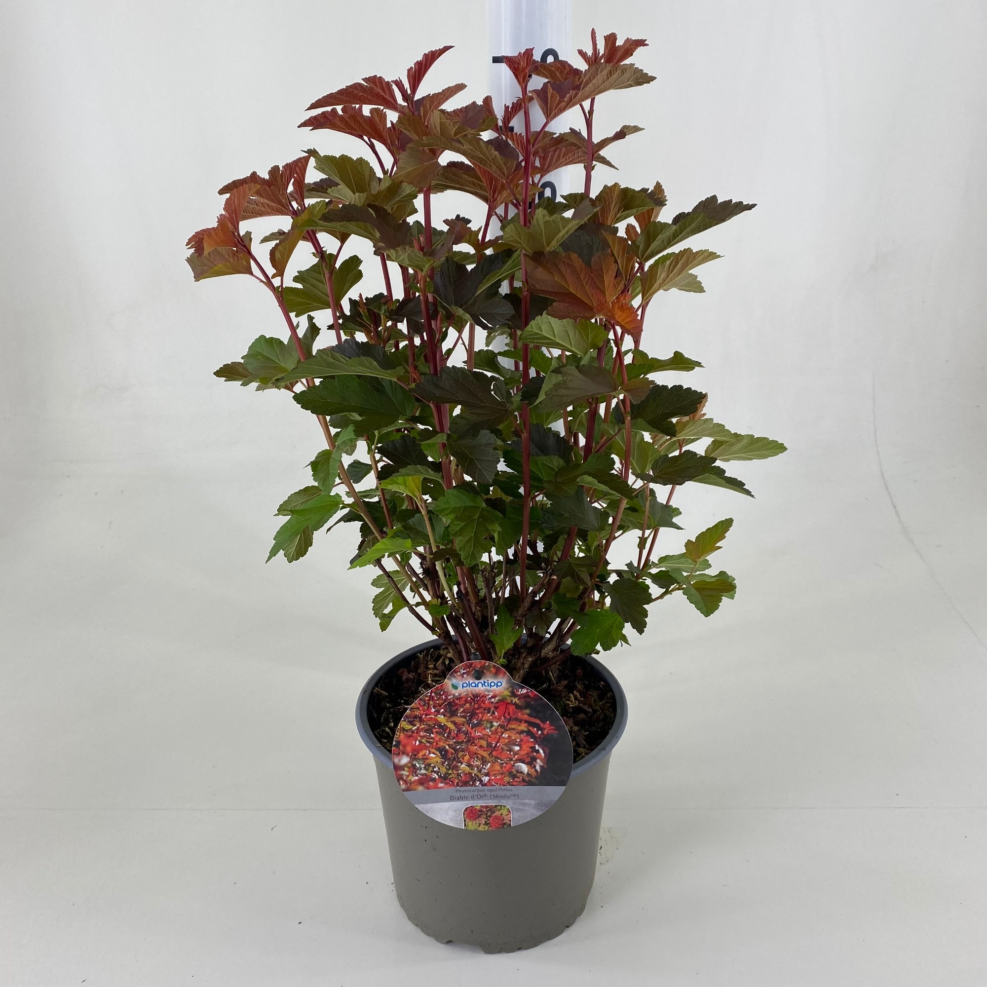 Picture of Physocarpus opulifolius Diable dor' ® P19 (3 Ltr)