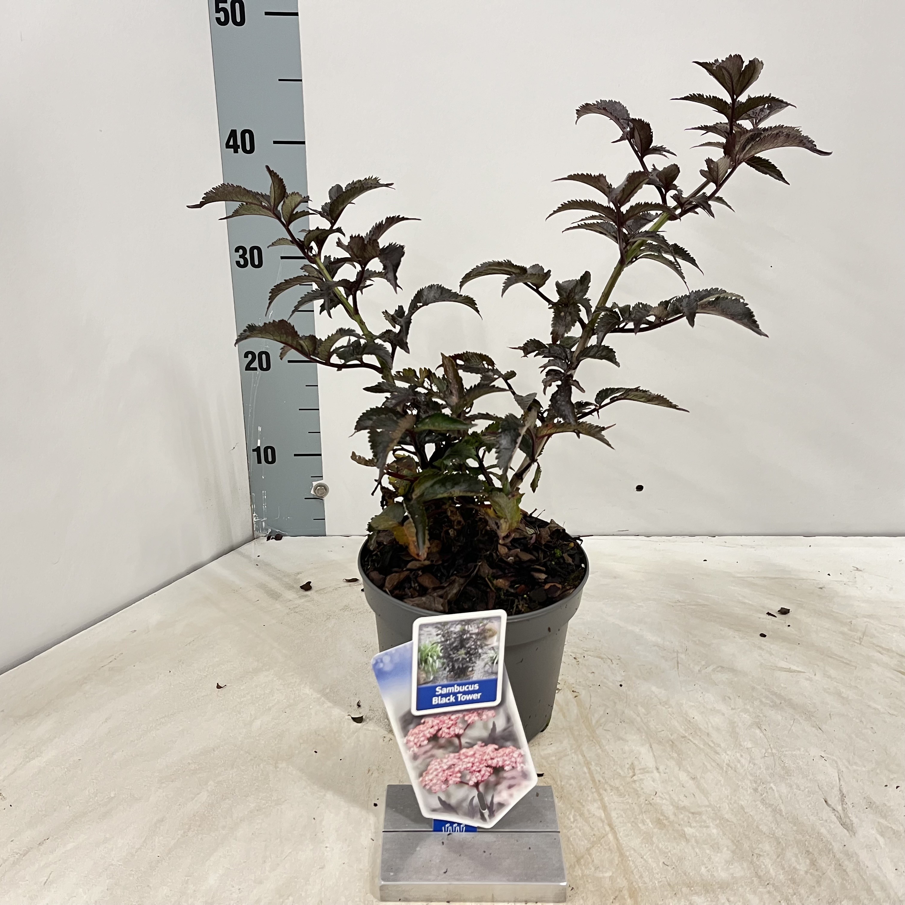 Picture of Sambucus nigra Black Tower ('Eiffel 1'PBR) P17 (2 Ltr)