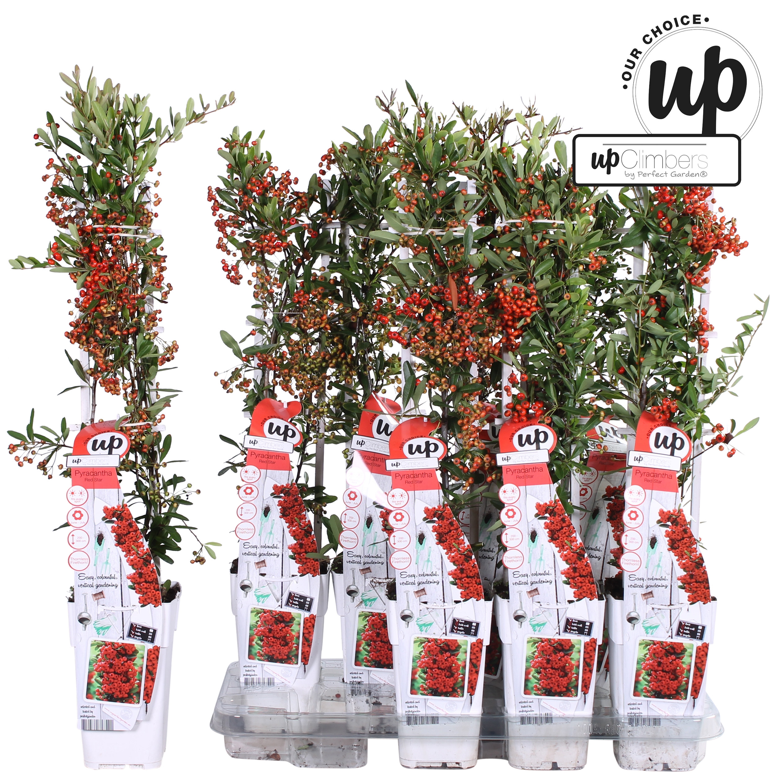 Picture of Pyracantha coccinea 'Red Star' P15