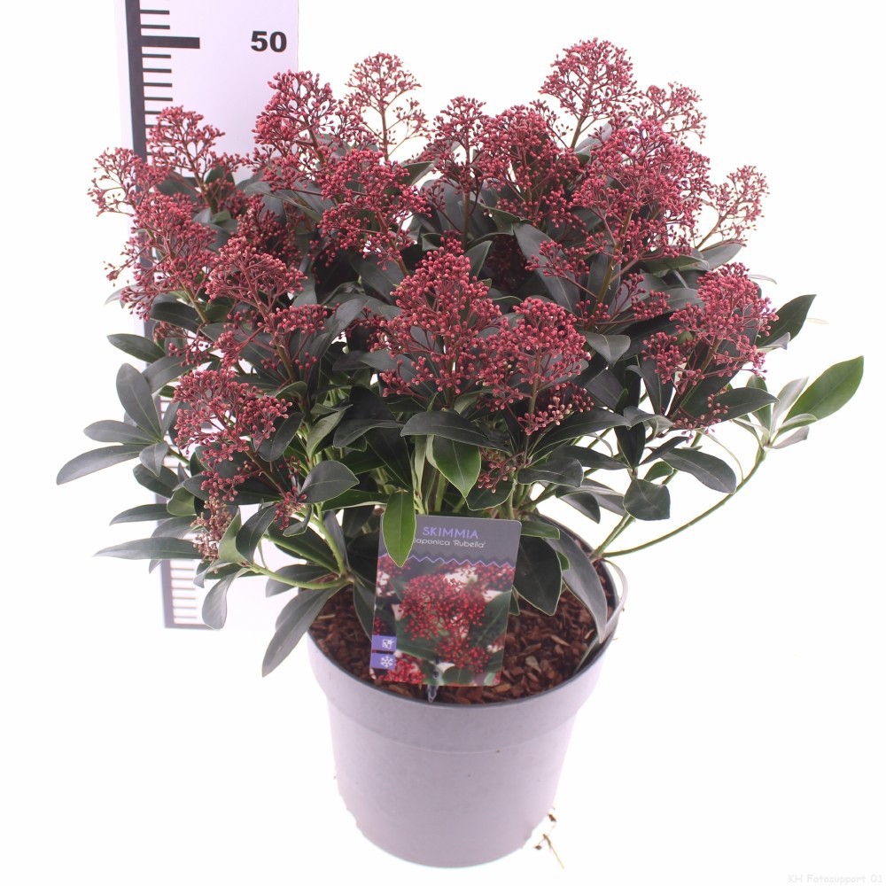 Picture of Skimmia jap. 'Rubella'