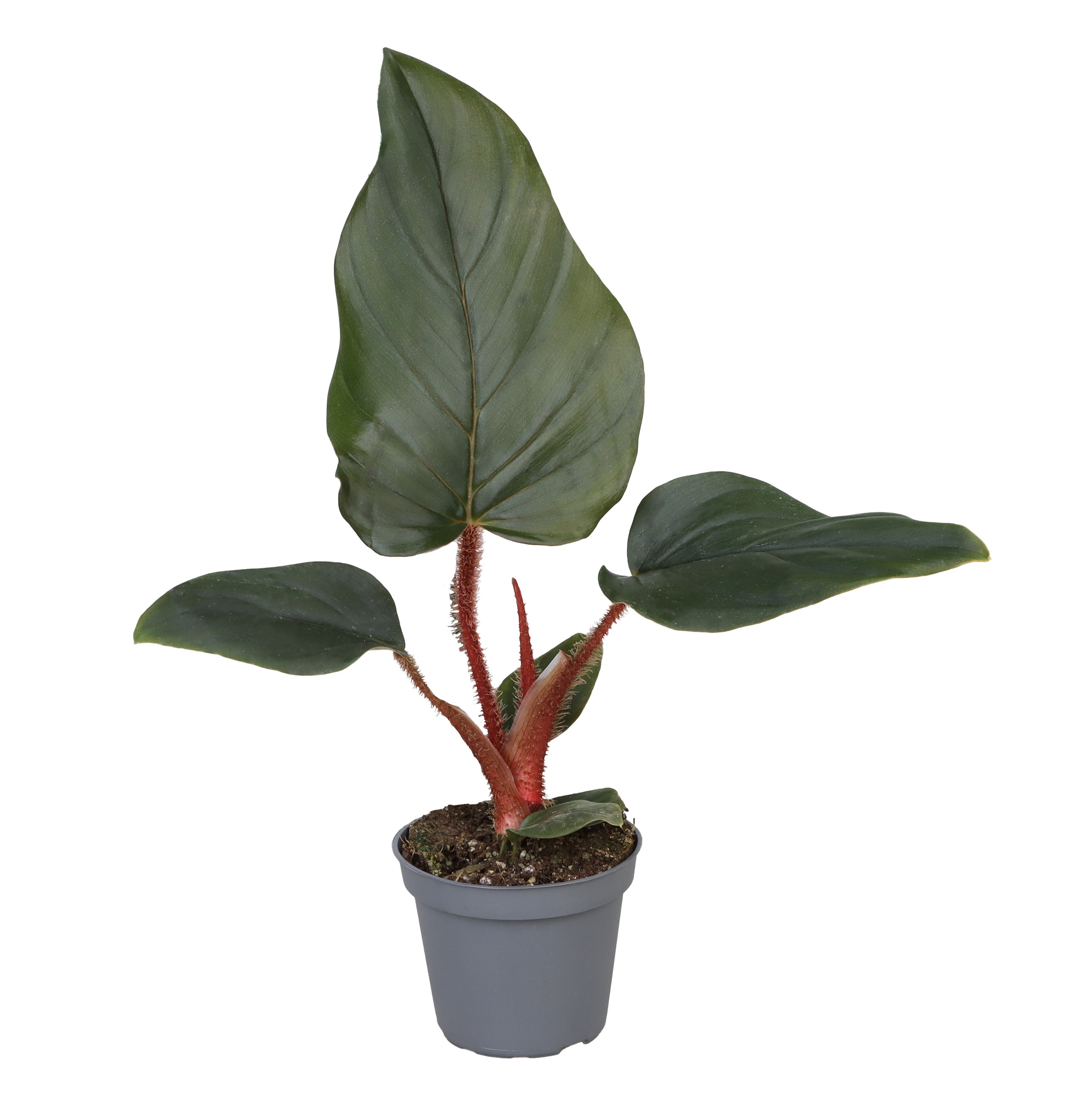 Picture of Philodendron Squamiferum x Serpens P6 16CM