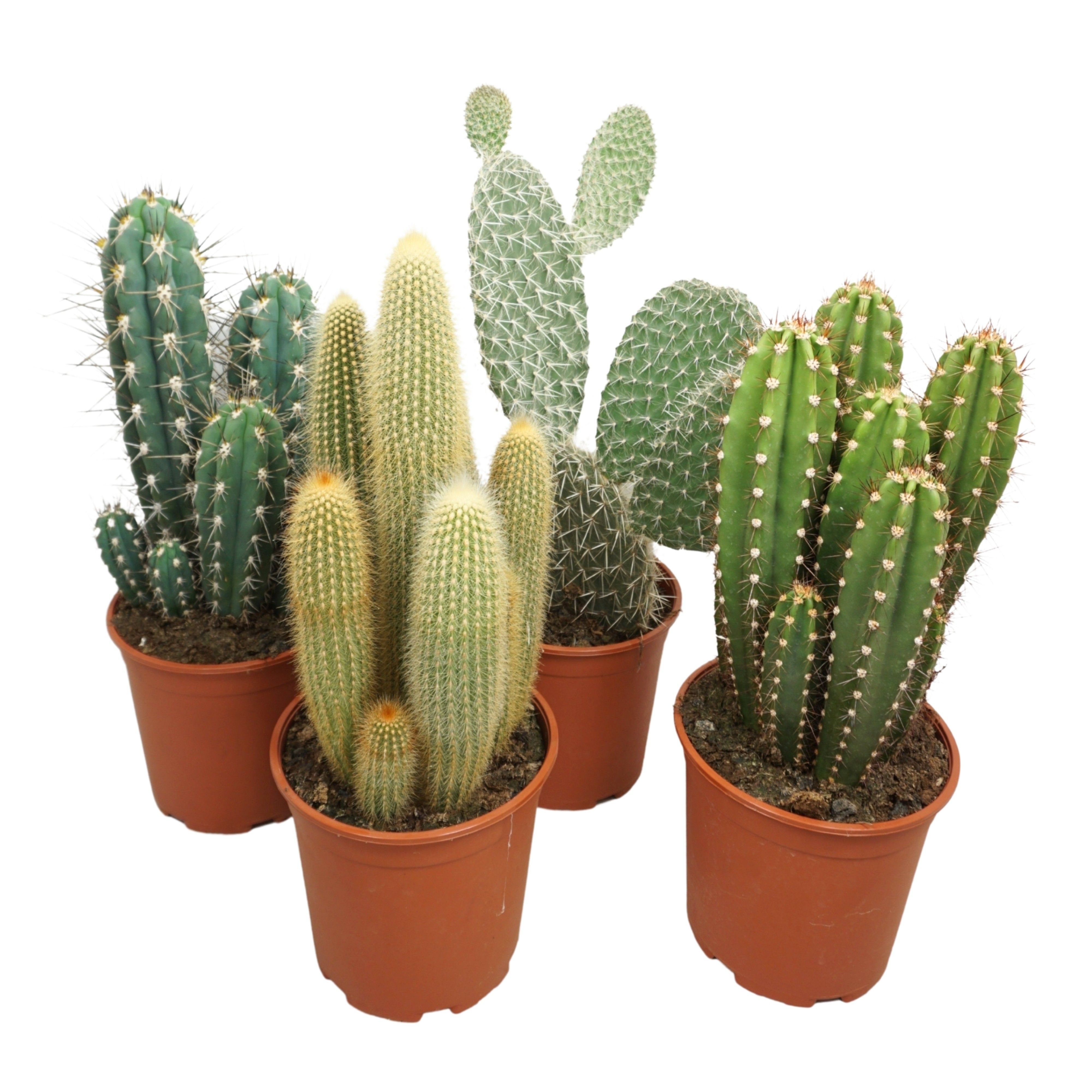 Cactus mlang CACTUS GEMENGD | Hamiplant