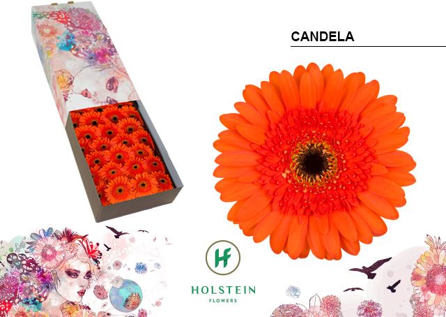 Gerbera Candela