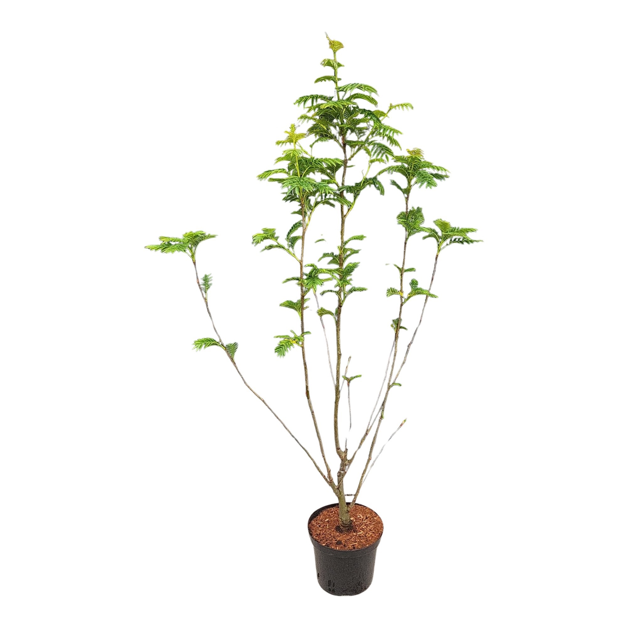 Sorbus aucuparia 'Ulong' 100