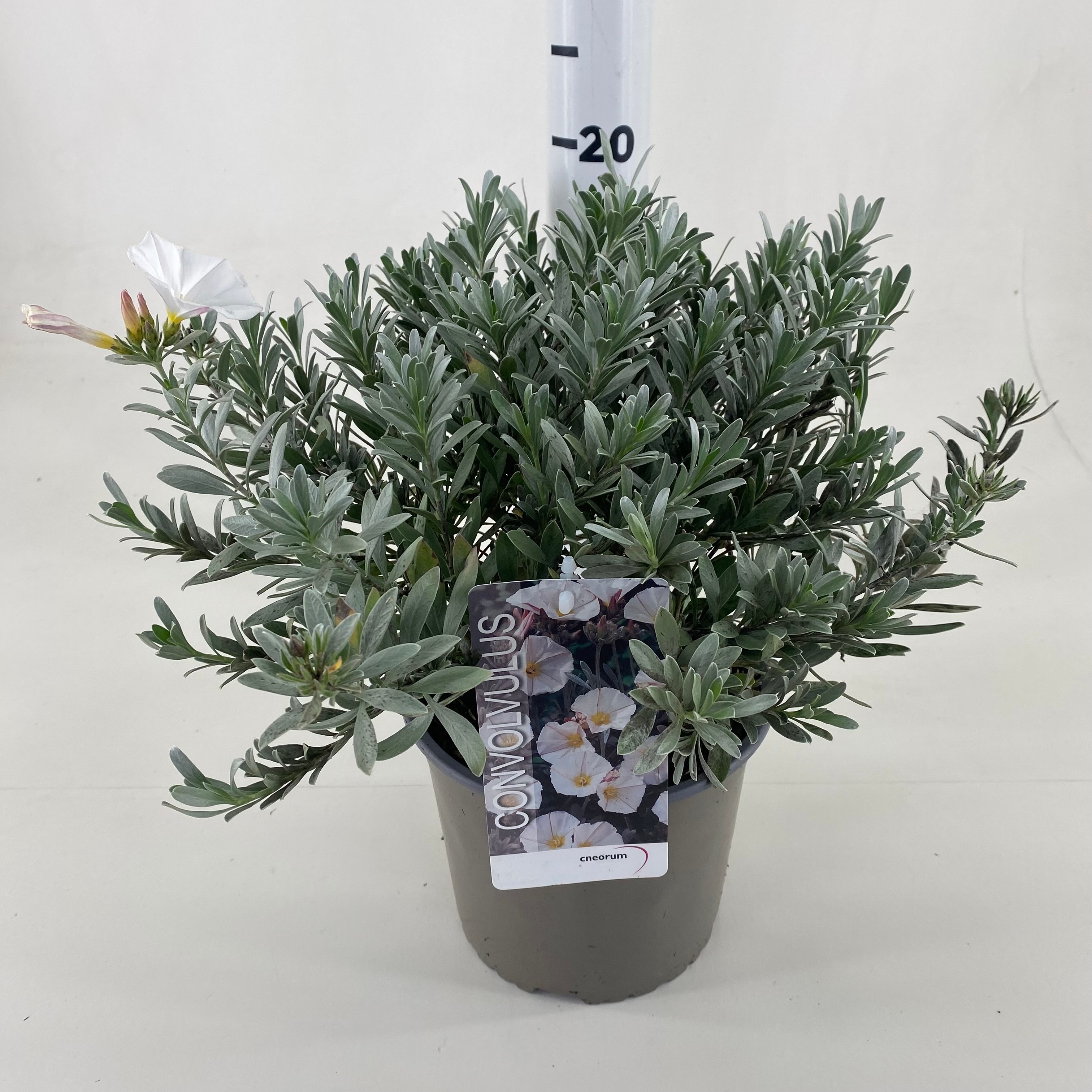 Picture of Convolvulus cneorum P19 (3 Ltr)